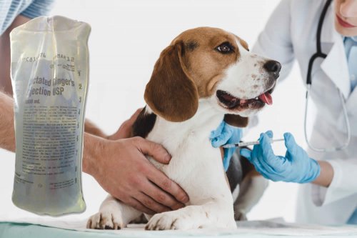 In questa recensione parliamo di Ringer Lattato (farmaco veterinario reidratante e alcalinizzante per infusione, indicato per gatti, cani e altri animali), analizzandone principi attivi, uso ed effetti collaterali