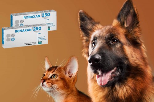 In questa recensione parliamo di Ronaxan (farmaco veterinario antibiotico, specifico per cani e gatti, per combattere e prevenire le infestazioni intestinali), analizzandone principi attivi, uso ed effetti collaterali