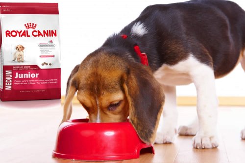 In questa recensione parliamo di Royal Canin Junior (linea di crocchette per cani cuccioli, formulati per garantire il benessere del cucciolo durante la sua fase di crescita), analizzandone proprietà nutrizionali, ingredienti, prezzo e modo d'uso