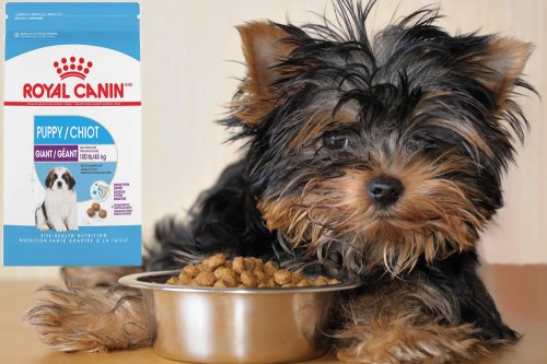 In questa recensione parliamo di Royal Canin Puppy (linea di crocchette per cani cuccioli, formulati per garantire il benessere di cuccioli di ogni taglia e razza), analizzandone proprietà nutrizionali, ingredienti, prezzo e modo d'uso