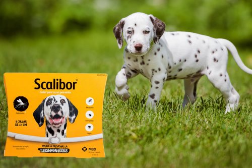 In questa recensione parliamo di Scalibor (collare antiparassitario per proteggere il cane dall'aggressione dei pappataci, diminuendo il rischio di leishmaniosi), analizzandone funzionamento, efficacia, prezzo, modo d'uso ed effetti collaterali