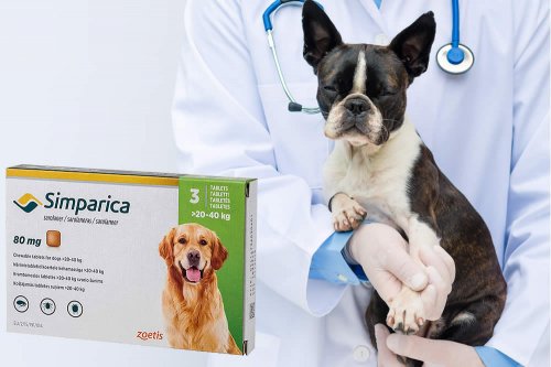 In questa recensione parliamo di Simparica (farmaco veterinario antiparassitario per cani, per il trattamento di infestazioni da: zecche pulci rogna demodettica e sarcoptica acari dell'orecchio), analizzandone principi attivi, uso ed effetti collaterali