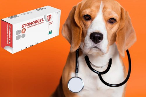 In questa recensione parliamo di Stomorgyl (farmaco veterinario antibatterico per cani e gatti, per trattare le infezioni acute e subacute di varia natura), analizzandone principi attivi, modo d'uso, controindicazioni ed effetti collaterali