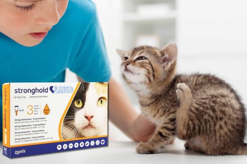 In questa recensione parliamo di Stronghold Gatti (farmaco veterinario a base di Selamectina, per il trattamento delle infestazioni da parassiti cutanei e vermi nei gatti), analizzandone ingredienti, efficacia, prezzo, modo d'uso ed effetti collaterali