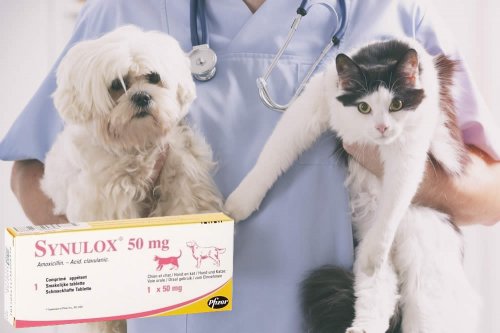 In questa recensione parliamo di Synulox (farmaco veterinario ad azione antibiotica a largo spettro, indicato per cani e gatti), analizzandone principi attivi, uso ed effetti collaterali