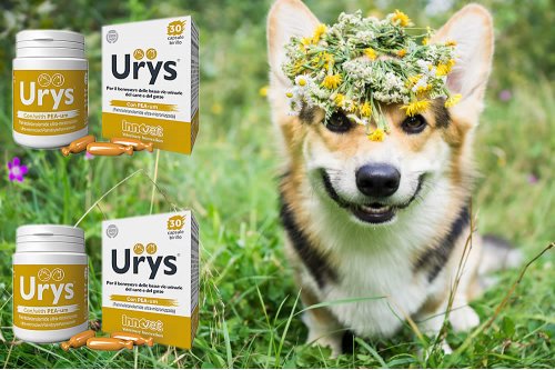 In questa recensione parliamo di Urys (alimento complementare per cani e gatti, pensato per salvaguardare il benessere della mucosa vescico-uretrale), analizzandone principi attivi, uso, controindicazioni, effetti collaterali