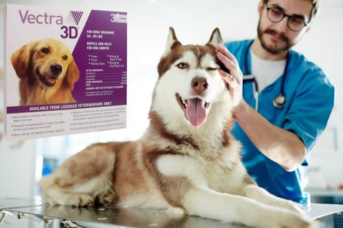 In questa recensione parliamo di Vectra 3D (farmaco veterinario antiparassitario, specifico per il cane, per il trattamento di pulci, zecche, flebotomi, zanzare e mosche), analizzandone principi attivi, uso ed effetti collaterali