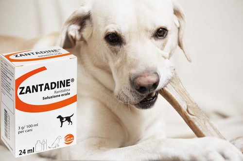 In questa recensione parliamo di Zantadine (farmaco veterinario utilizzato per il controllo del vomito e delle secrezioni acide gastriche, in presenza di infiammazioni), analizzandone principi attivi, uso ed effetti collaterali